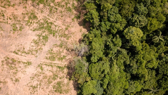 Companies assessed have sizeable links to the world's six most at-risk supply chains, in regards to deforestation.